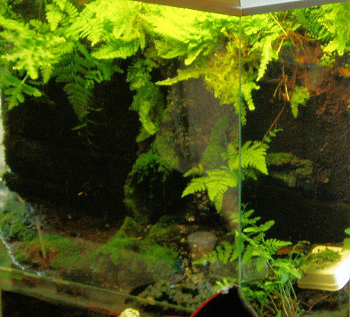 Ballonnetje vivarium